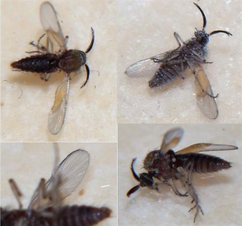 Dasyhelea sp.